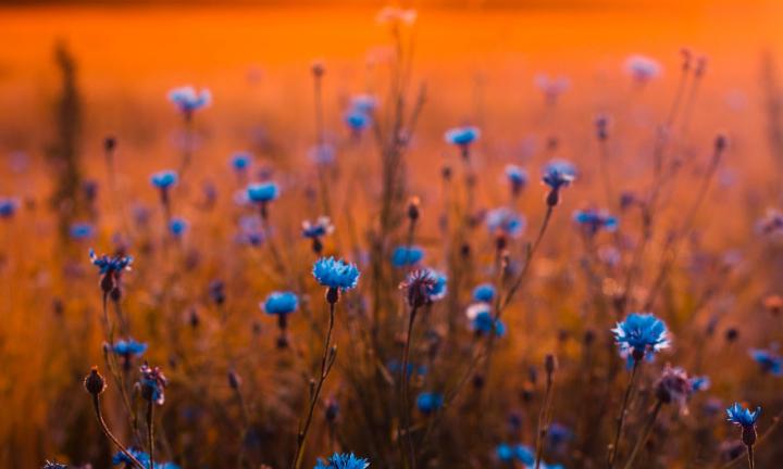 Blue Flowers Photo by Irina Iriser from Pexels