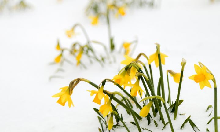 Daffodils in snow Photo by Charles Tyler on Unsplash