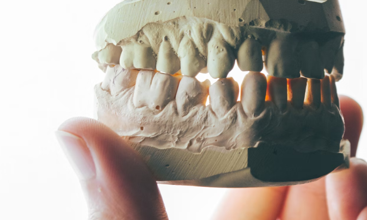 fingers holding model of human teeth