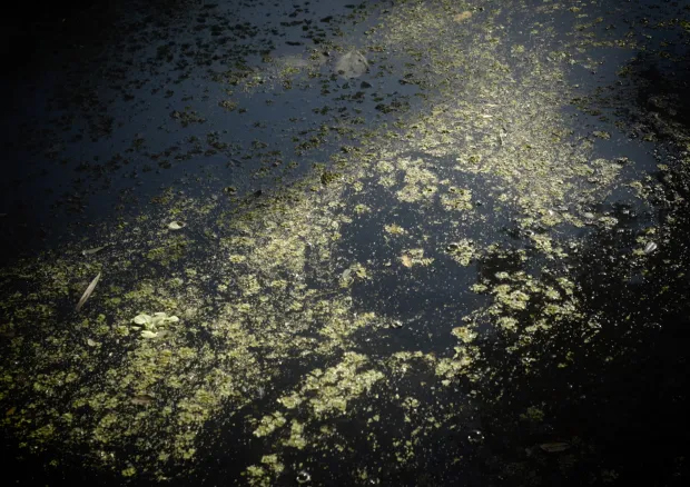 Lizzy by Susanna Wallin