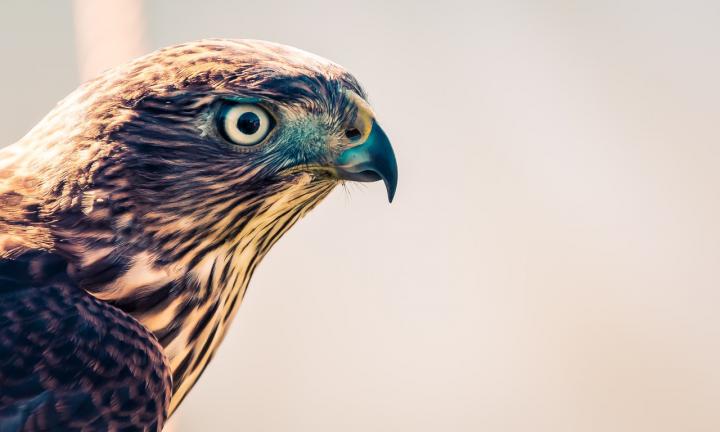 Photo of falcon by Brett Sayles from Pexels