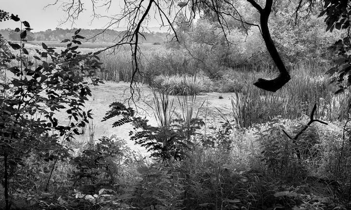 Black and White photo from the shore of Bakkens Pond State Natural Area