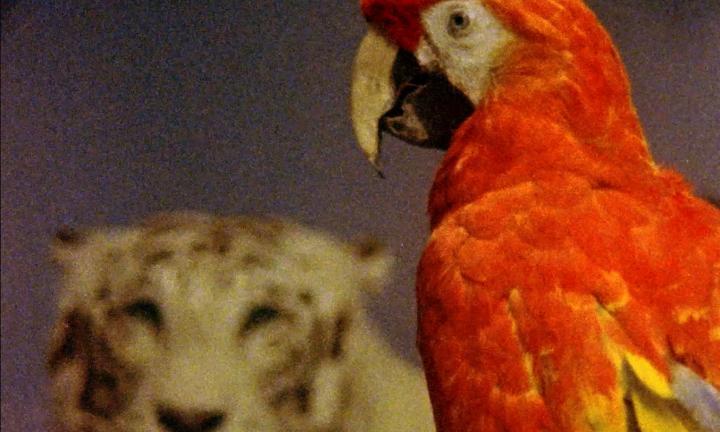 retro filter image of a vibrant red parrot. in the background, a tiger can be seen 