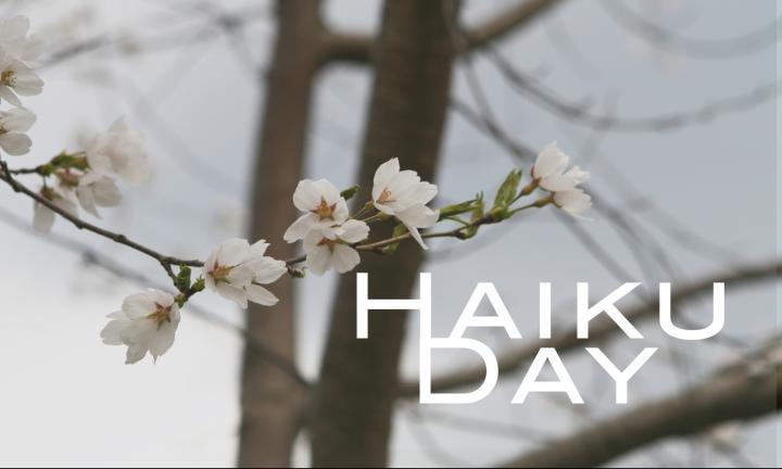 white flowering branch with words "haiku day"