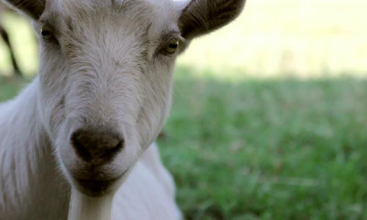 white goat looking at you