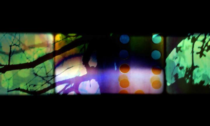 colorful film strip with branches superimposed across 