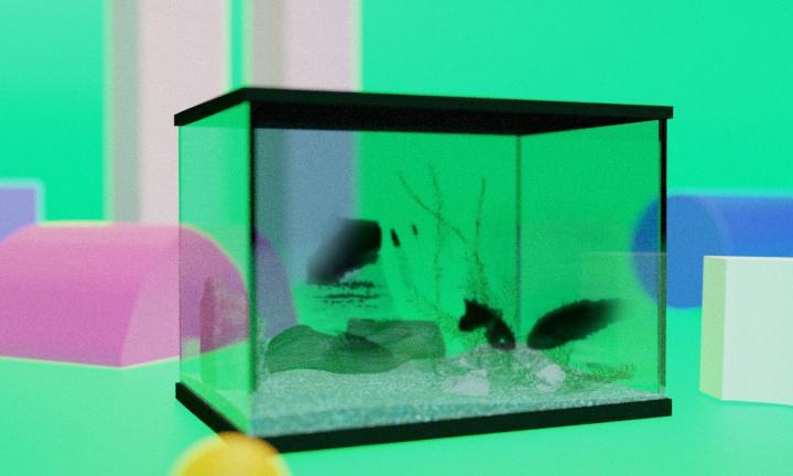 aquarium with a fish and its reflection against bright geometric shapes