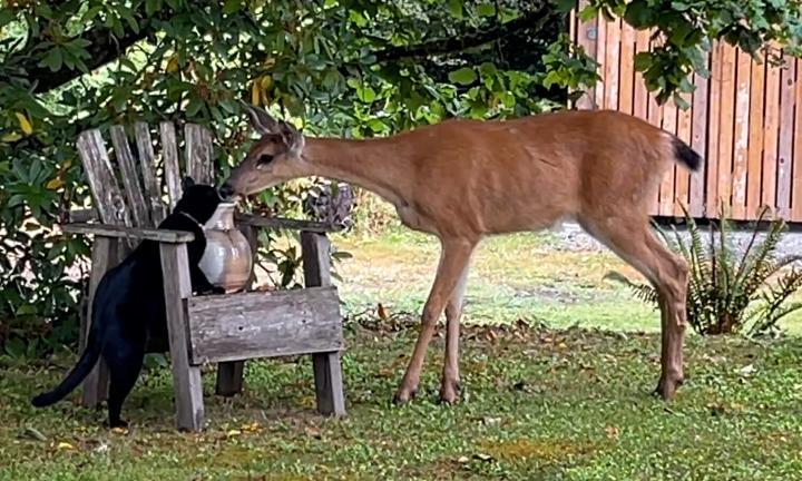 a black cat and a doe kissing
