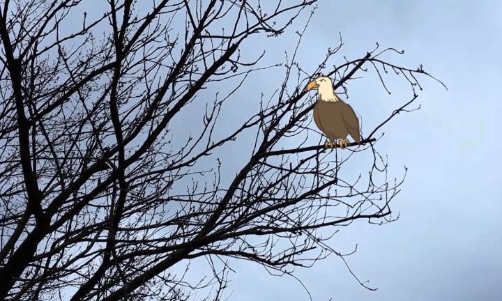 drawing of an eagle in the bare branches of a real tree against a blue sky