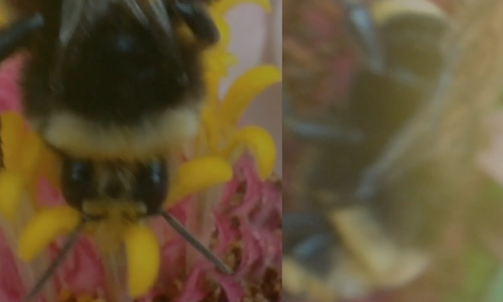 split frame of bee on pink flower with second frame blurred