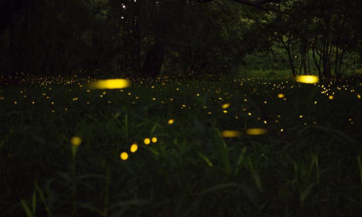 fireflies Photo by toan phan on Unsplash